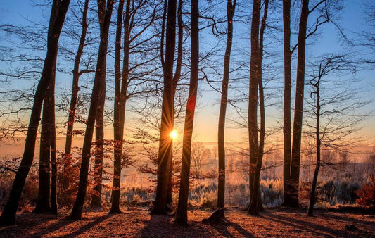 5 Super-pouvoirs des arbres et forêts très utiles en milieu urbain - Woody Boy