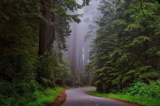 POURQUOI LES ARBRES SONT-ILS IMPORTANTS POUR L'ENVIRONNEMENT? - Woody Boy